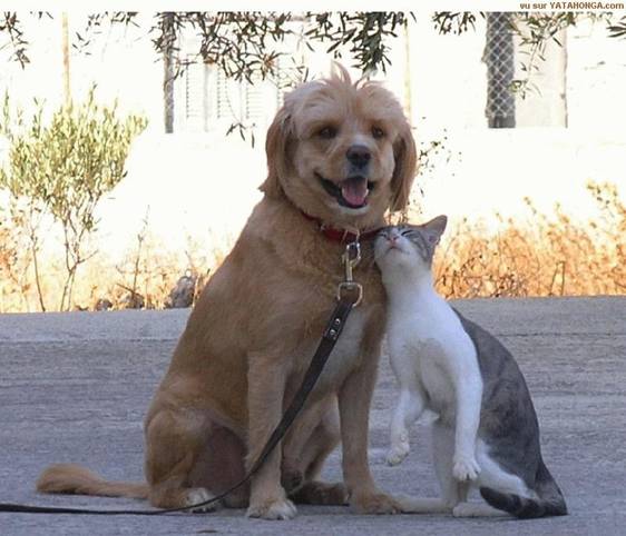 dog-cat