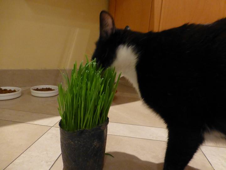 SushiNight-Jun-3-2017-7